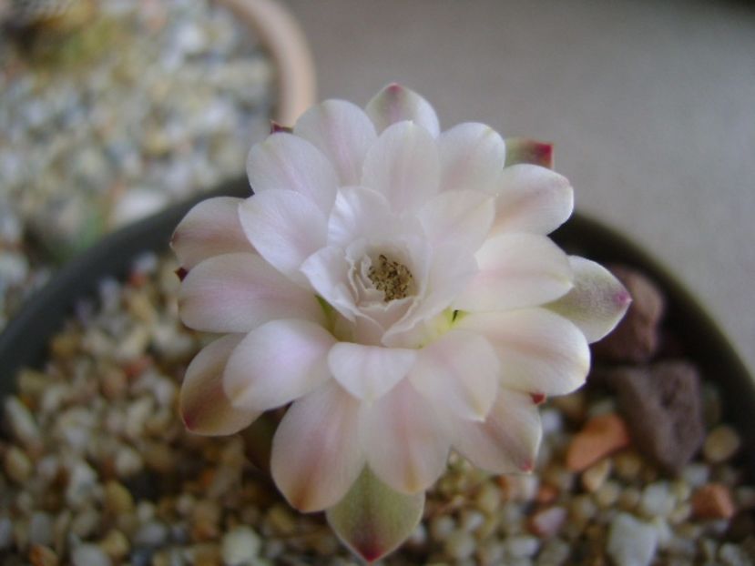 Gymnocalycium asterium v. minimum - Cactusi 2017 Gymnocalycium