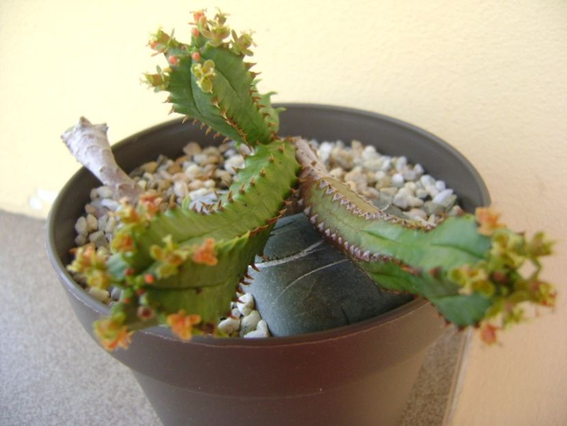 Euphorbia tubiglans - Caudiciforme si bulbi 2017
