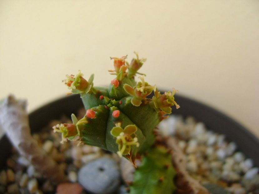 Euphorbia tubiglans - Caudiciforme si bulbi 2017