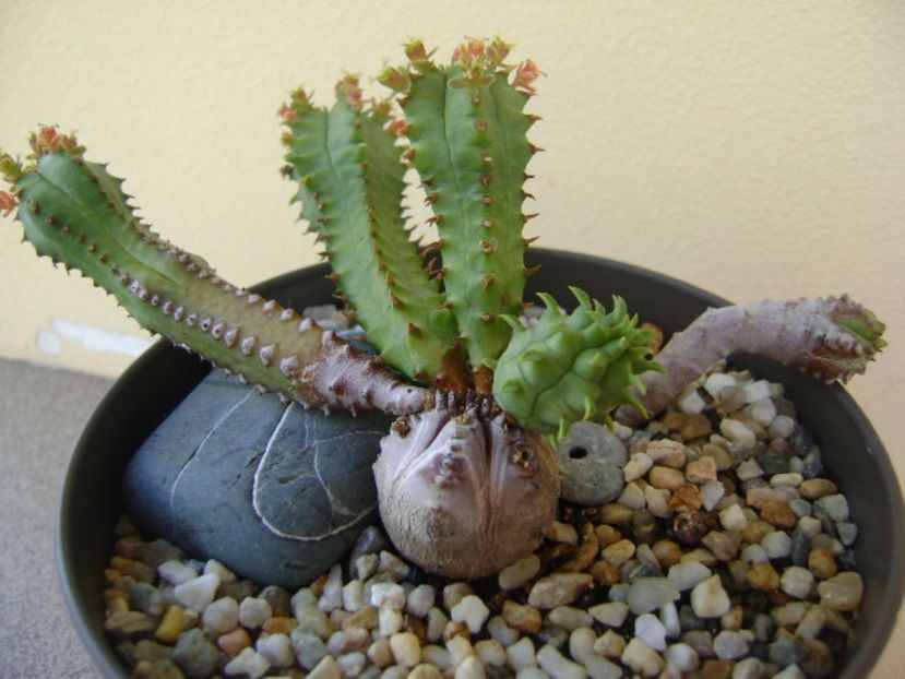 Euphorbia tubiglans - Caudiciforme si bulbi 2017