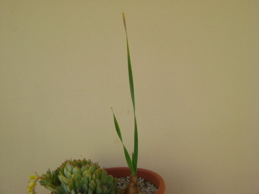 Echeveria pulidonis & Boophone disticha - Suculente 2017