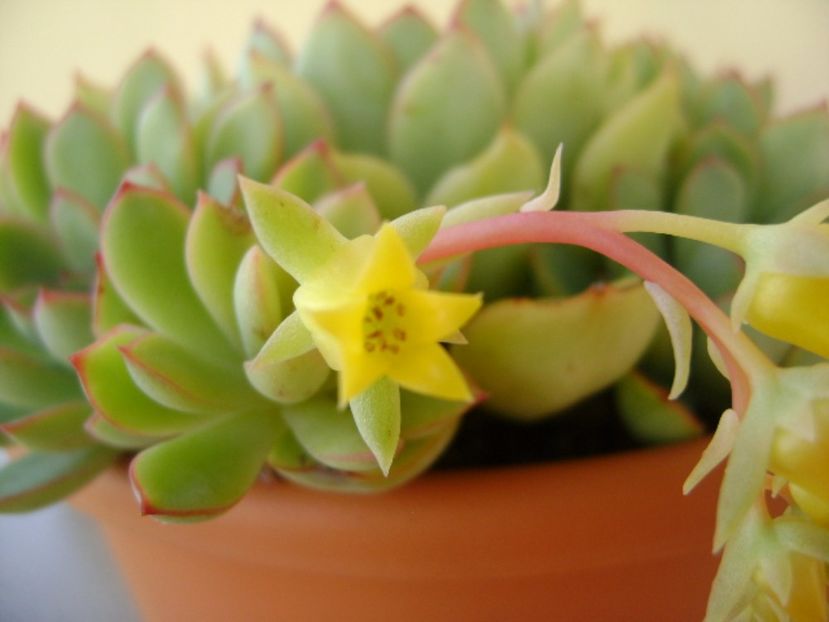 Echeveria pulidonis - Suculente 2017