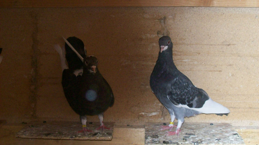  - 1 ROLLER DE BIRMINGHAM 2017