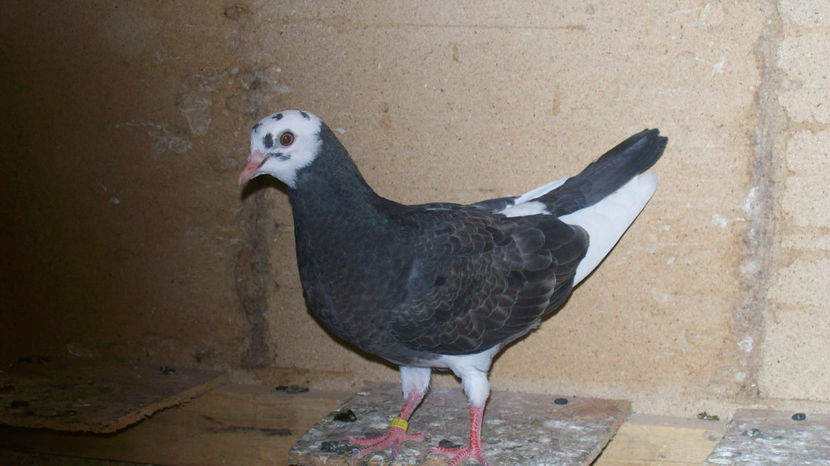  - 1 ROLLER DE BIRMINGHAM 2017