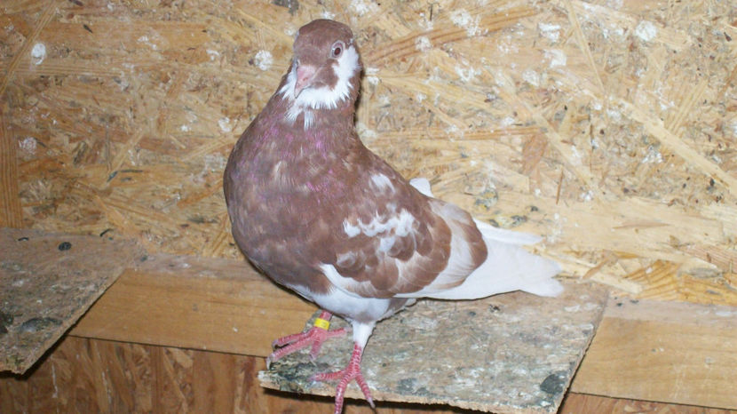  - 1 ROLLER DE BIRMINGHAM 2017