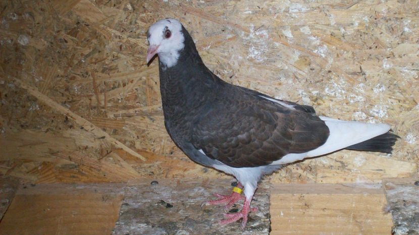  - 1 ROLLER DE BIRMINGHAM 2017