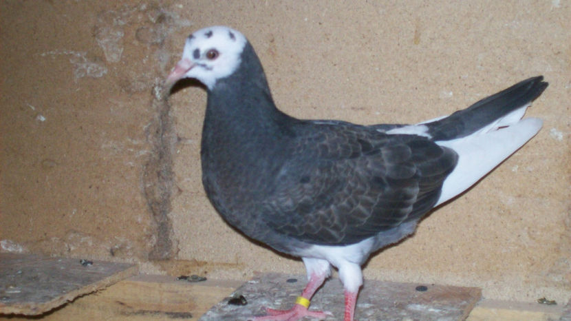  - 1 ROLLER DE BIRMINGHAM 2017