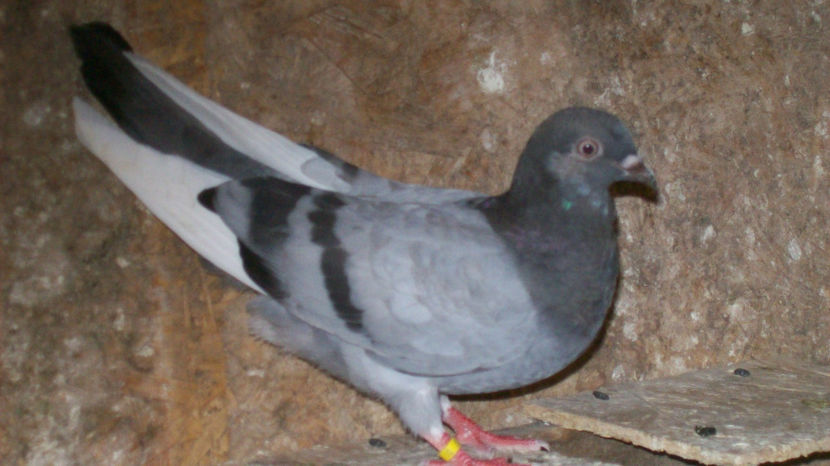  - 1 ROLLER DE BIRMINGHAM 2017