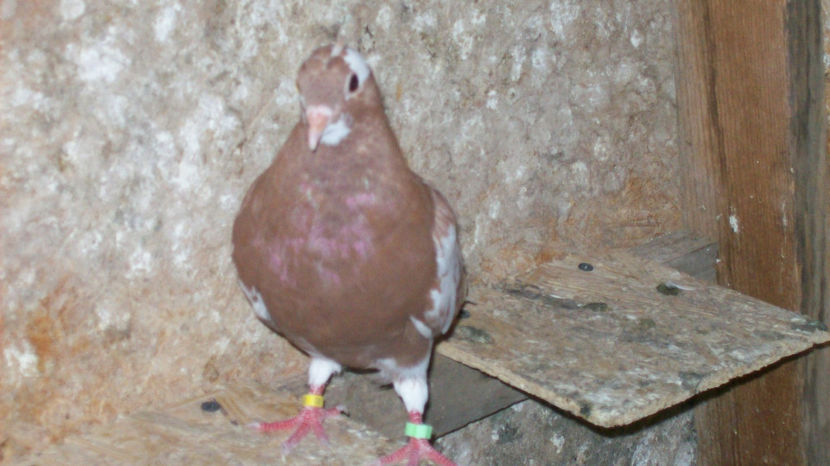  - 1 ROLLER DE BIRMINGHAM 2017