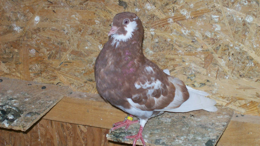  - 1 ROLLER DE BIRMINGHAM 2017