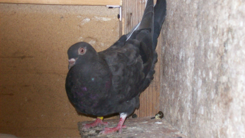  - 1 ROLLER DE BIRMINGHAM 2017