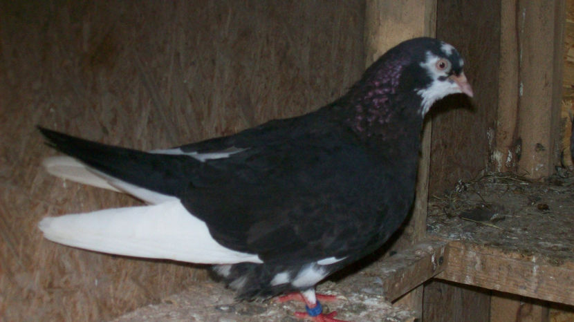  - 1 ROLLER DE BIRMINGHAM 2017