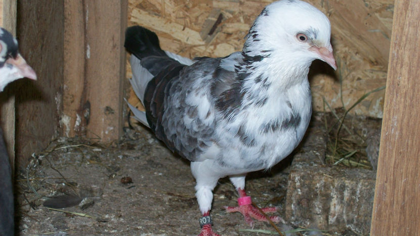  - 1 ROLLER DE BIRMINGHAM 2017