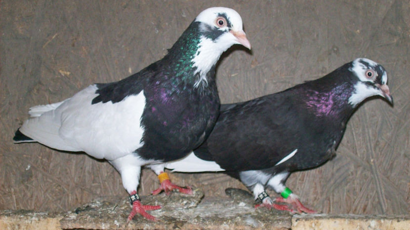  - 1 ROLLER DE BIRMINGHAM 2017