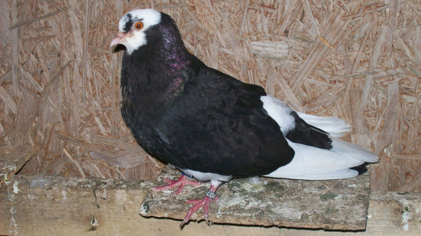  - 1 ROLLER DE BIRMINGHAM 2017