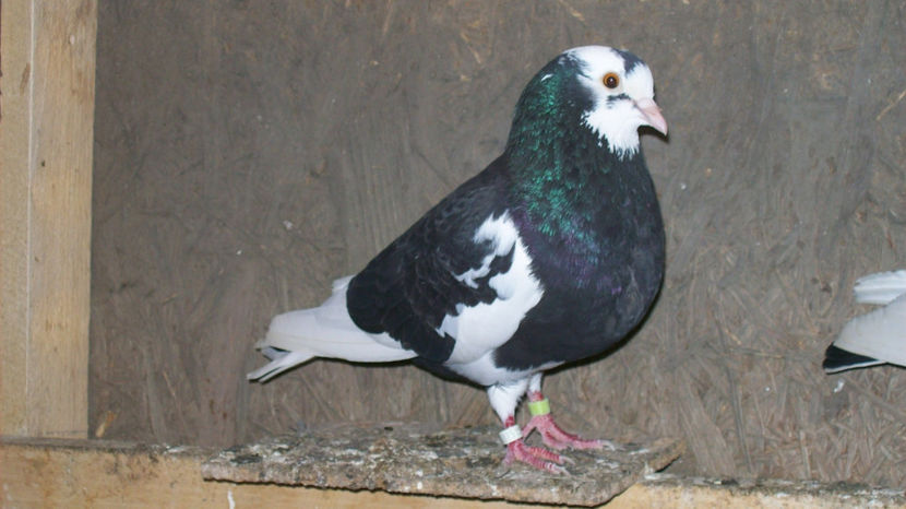  - 1 ROLLER DE BIRMINGHAM 2017