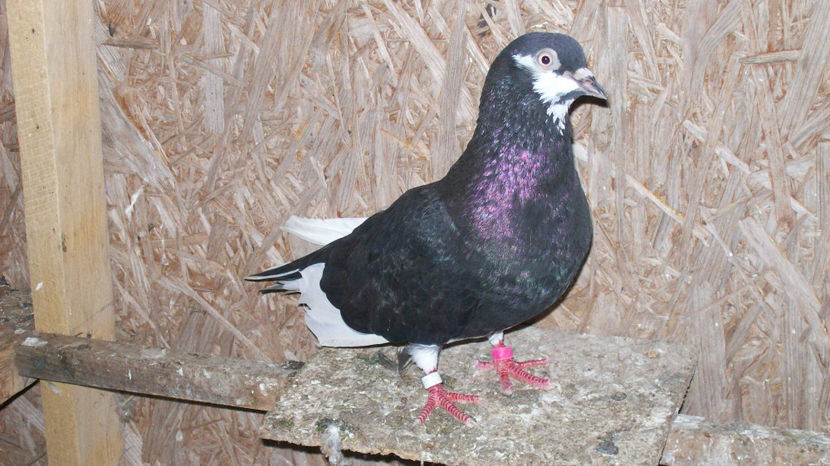  - 1 ROLLER DE BIRMINGHAM 2017