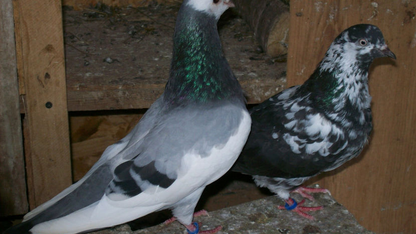  - 1 ROLLER DE BIRMINGHAM 2017