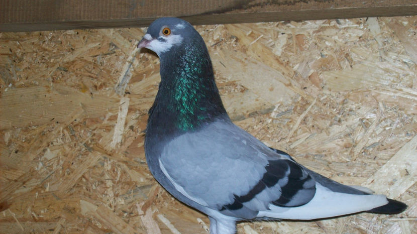  - 1 ROLLER DE BIRMINGHAM 2017