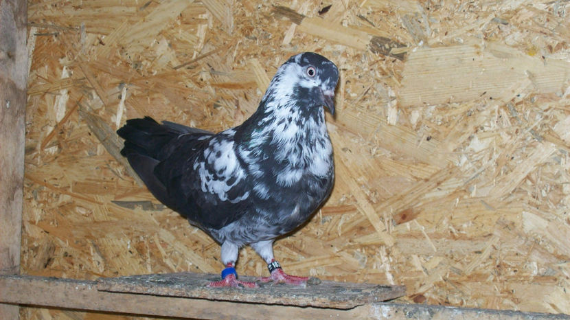  - 1 ROLLER DE BIRMINGHAM 2017