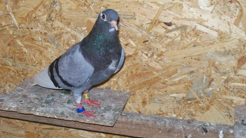  - 1 ROLLER DE BIRMINGHAM 2017