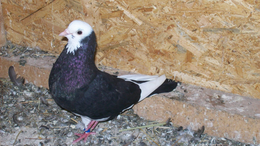  - 1 ROLLER DE BIRMINGHAM 2017