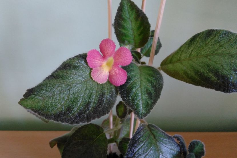 floare episcia Lil Lemon - Lil Lemon 2017 - 2018