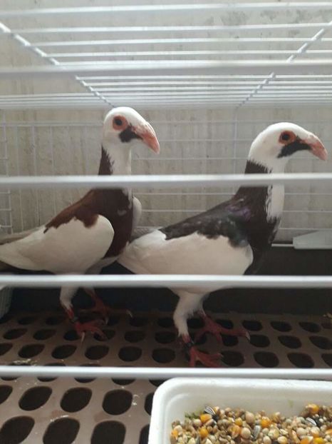 received_1430743143673774 - ACHIZITII NOI