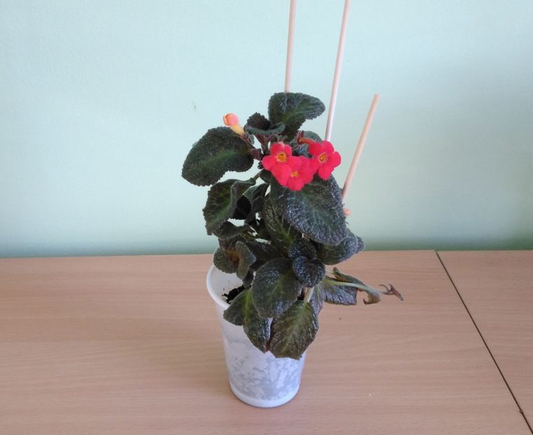  - Raspberry Blush 2017