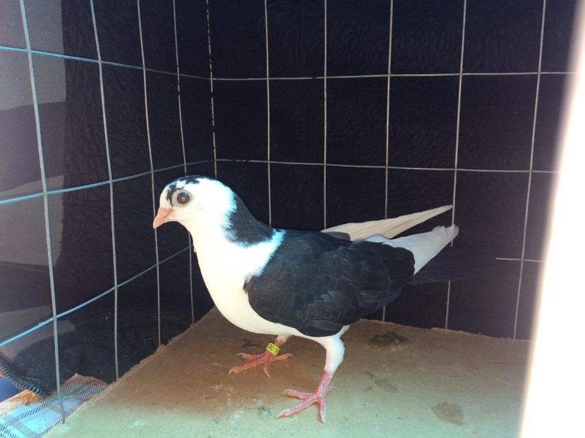 2008  mascul  2017_1 - tineret 2017