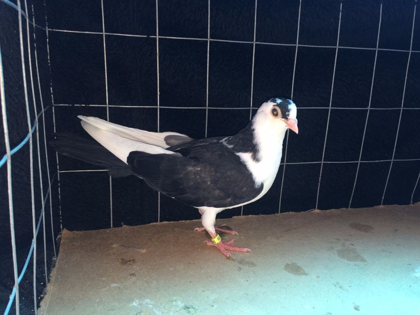 2008  mascul  2017_2 - tineret 2017