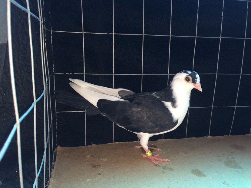 2008  mascul  2017_3 - tineret 2017