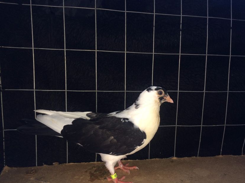 2020  femelă  2017_3 - tineret 2017