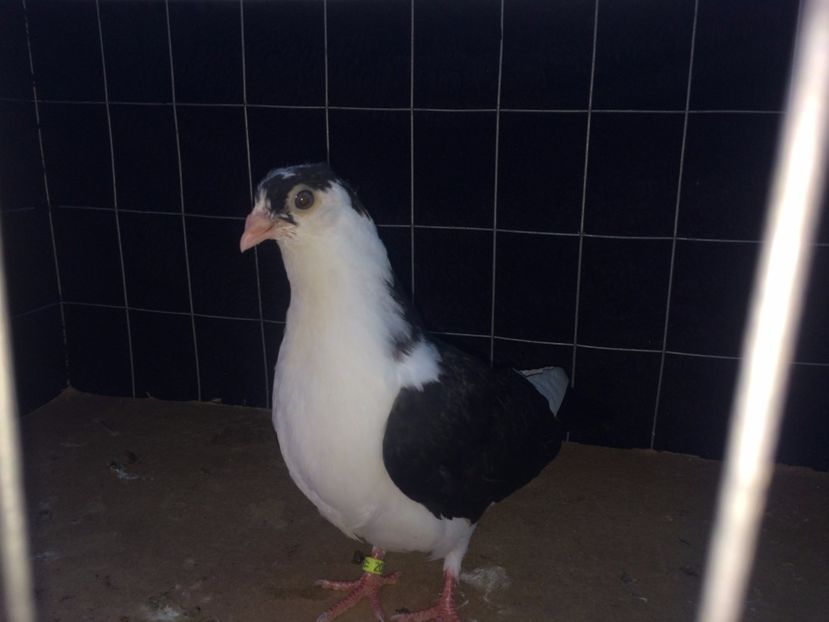 2018  mascul  2017_1 - tineret 2017