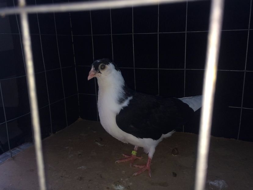 2018  mascul  2017_2 - tineret 2017