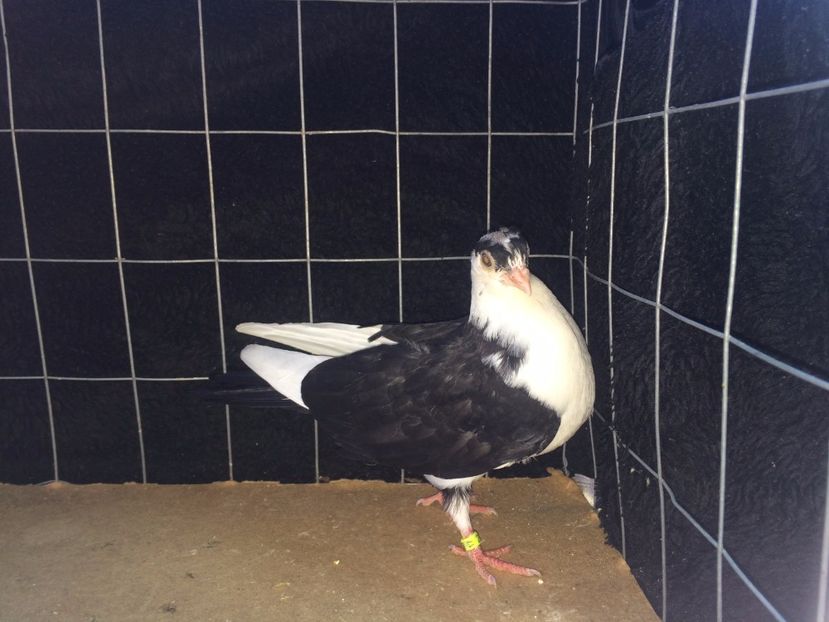 2018  mascul  2017_3 - tineret 2017