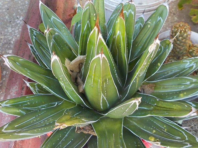  - Genul Agave