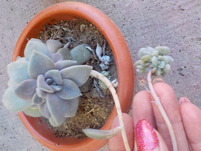  - Genul Graptopetalum