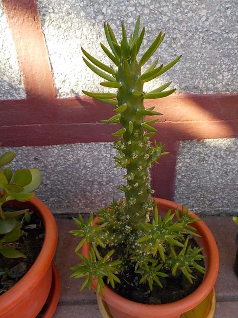  - CACTUSI si SUCULENTE