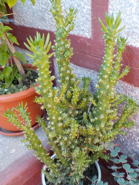 austrocylindropuntia subulata- pentru marius - Genul Opuntia