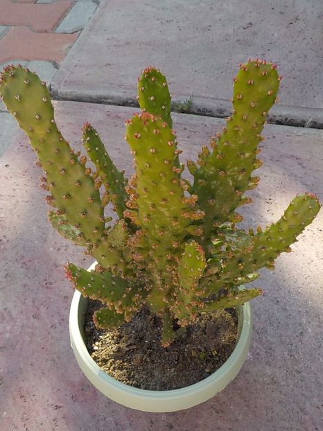 cilyndropuntia subulata - astrocylindropuntia subulata