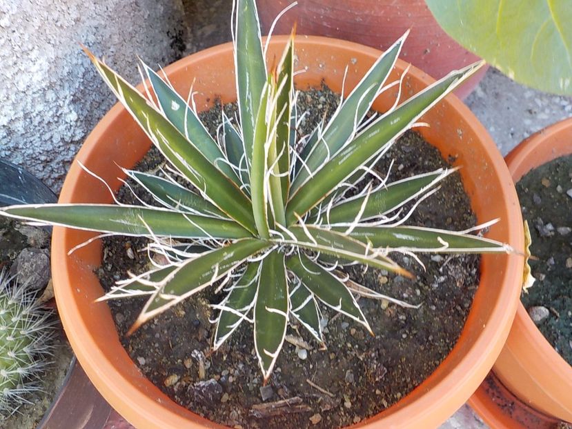  - Genul Agave