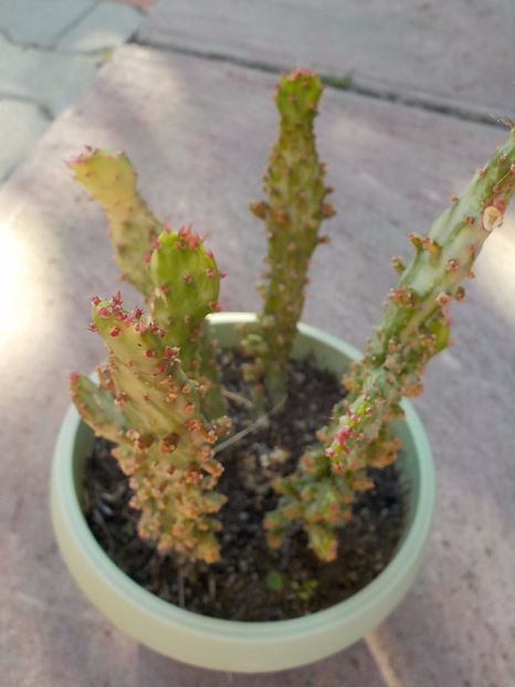  - CACTUSI si SUCULENTE