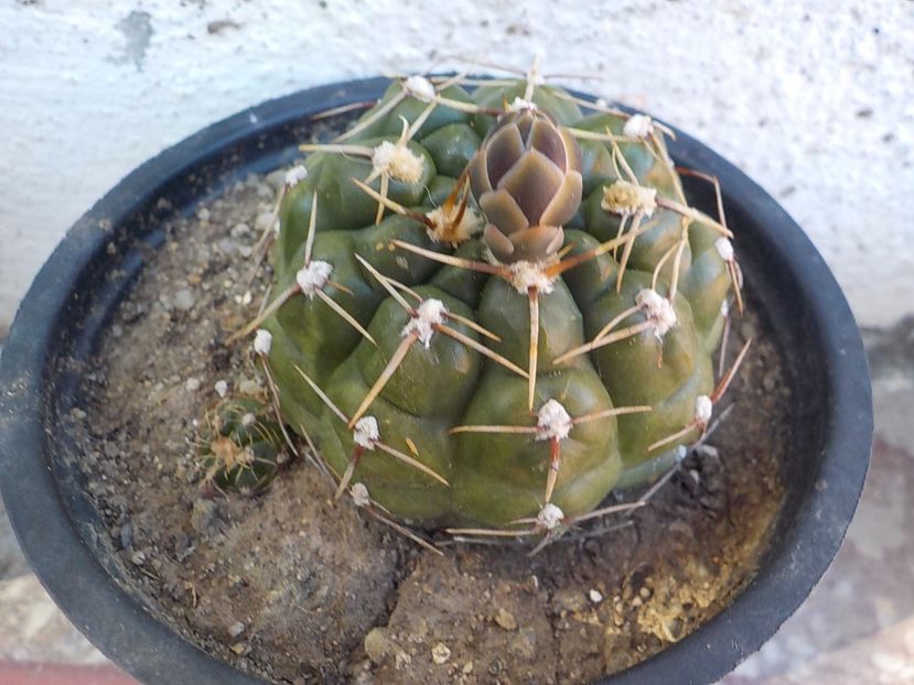  - Genul Gymnocalycium