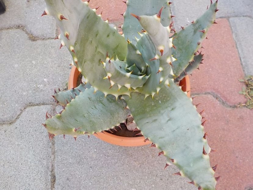 - Genul Aloe