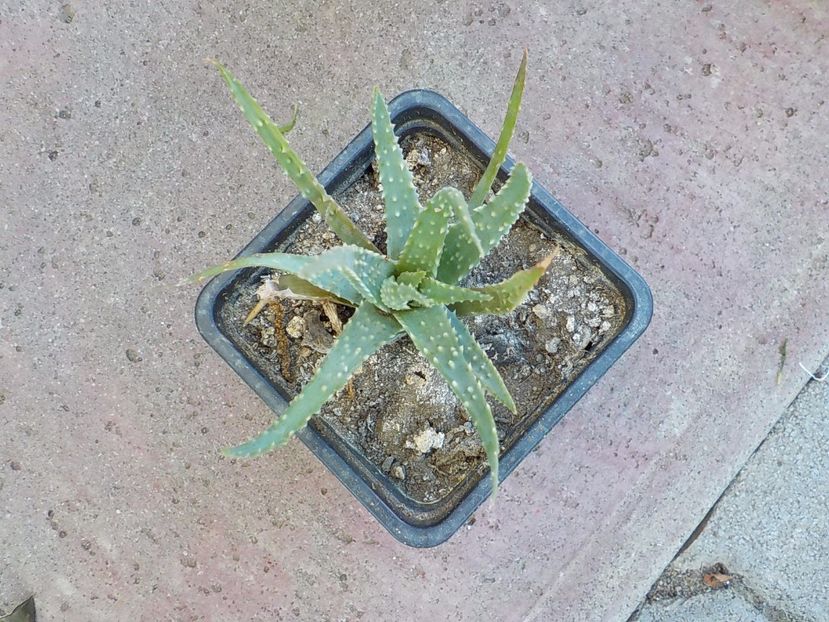  - CACTUSI si SUCULENTE