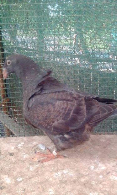 12 - Tineret AGH 2017