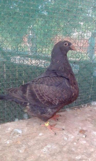 12 - Tineret AGH 2017