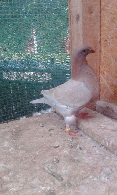 13 - Tineret AGH 2017