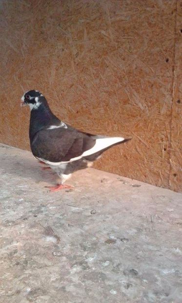 07 - Tineret AGH 2017